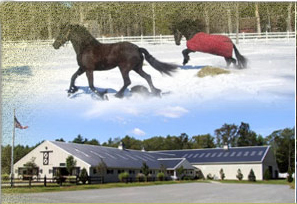Horses Enjoy Sterling Pointe Farm