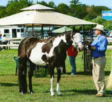 Bill Showing Black Eyed Susan