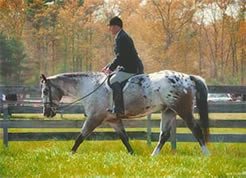 Bill Ritchie showing Huntseat