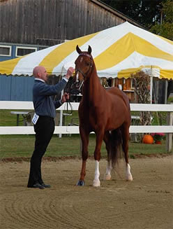 Roger showing in hand